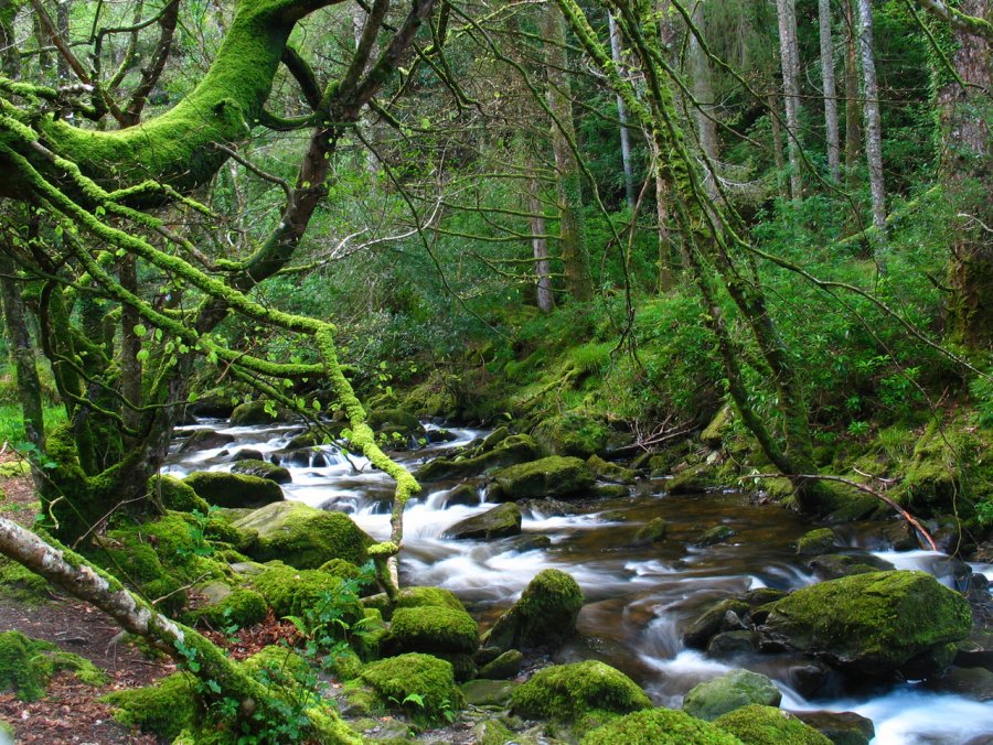 Природа Ирландии
